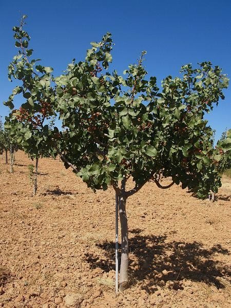 Arbol joven de pistacho